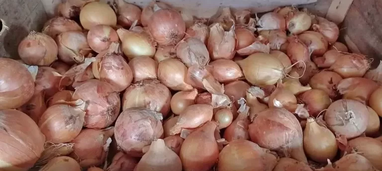 onions to get rid of bed bugs