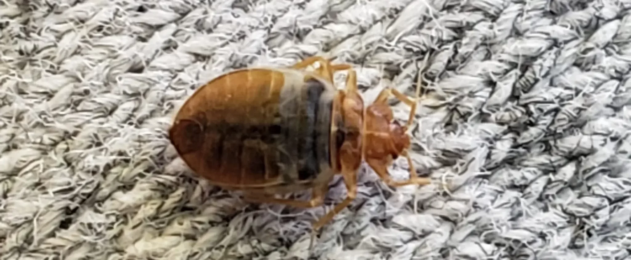 bed bug picture