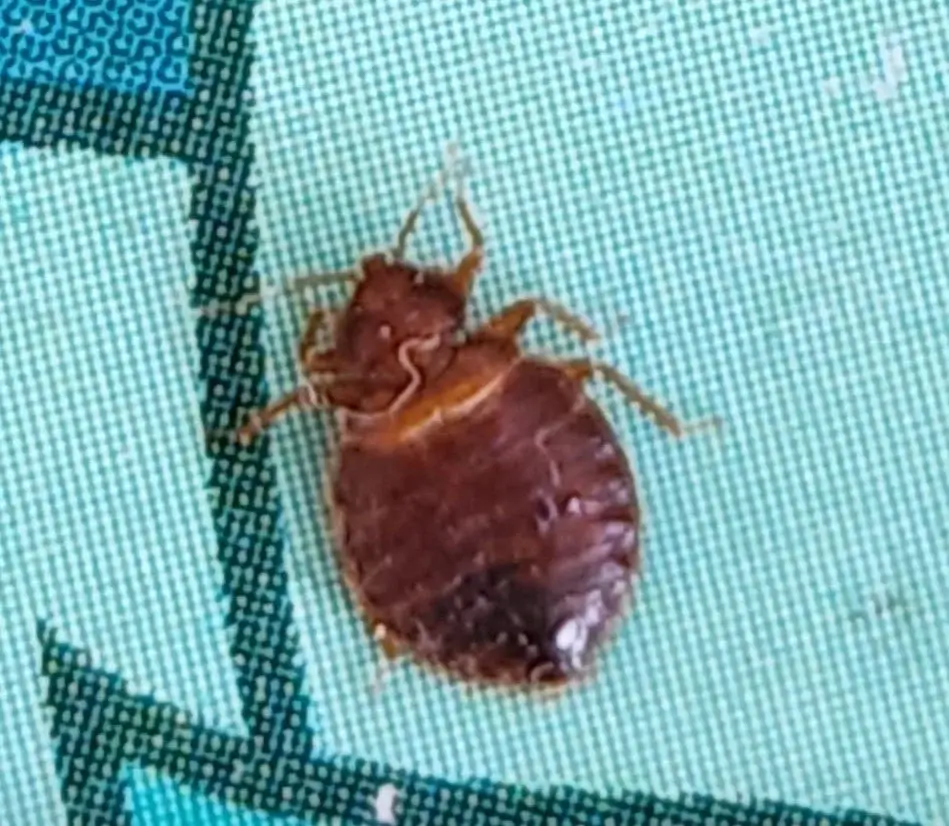 Picture of a bed bug on a napkin