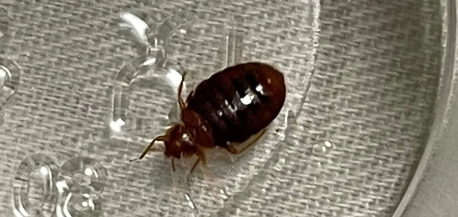 picture of a bed bug