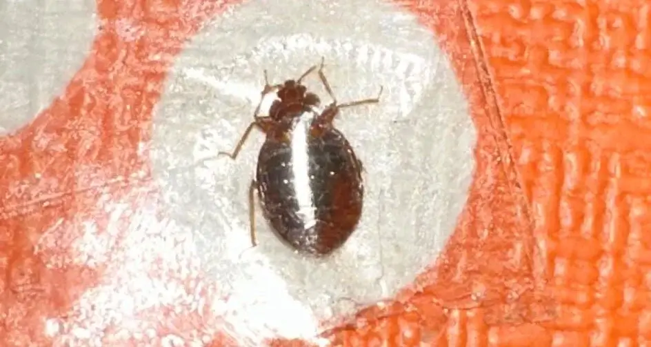 Picture of a Live Bed bug